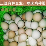珍珠鸡种蛋新店促销珍珠鸡受精蛋孵化鸡蛋,珍珠鸡种苗珍珠鸡苗