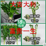 水培绿色植物富贵竹转运竹 开运竹 观音竹净化空气吸甲醛家庭必备