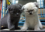 宠物小猫咪纯种英国短毛猫英短蓝猫立耳折耳活体幼猫幼崽宠物猫11