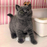 T.M天猫猫活体纯种超高品相英国短毛英短蓝猫小猫公猫（已去新家