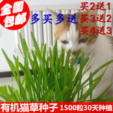 有机猫草猫用小麦草种子 1500粒 纯天然无公害 祛毛球助消化包邮