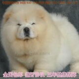 肉嘴松狮犬幼犬出售纯种面包嘴松狮幼犬赛季宠物狗活体家养白色06