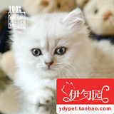 【伊甸园名猫】金吉拉长毛猫 宠物猫咪纯种猫 幼猫 银白色