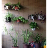 挂在墙上的植物绿都铁艺花架壁挂墙上室内阳台栏杆种菜盆栽多肉植