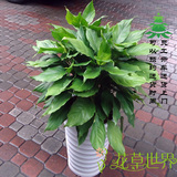 限时折扣万年青盆栽好养极耐阴绿植四季常绿中型植物上海送货上门