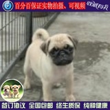 巴哥犬幼犬出售纯种八哥犬幼犬出售巴哥幼犬宠物狗狗哈巴狗活体03