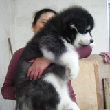 双赛级血统 宠物狗 纯种巨型阿拉斯加犬 活体雪橇幼犬小狗出售04