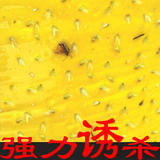 包邮黄板粘虫板黄板粘虫纸黄色粘虫板粘虫纸粘虫板诱虫板粘虫板