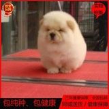 北京犬舍松狮犬幼犬出售纯种奶油色面包嘴松狮幼犬宠物狗活体w01