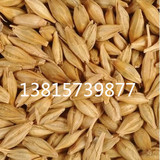 出售农家自产纯天然小麦草种子、燕麦、荞麦、大麦 包发芽可食用