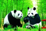可爱动物熊猫海报纸现代家居装饰画客厅卧室墙贴画壁画挂画特价