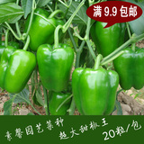阳台种菜 超大甜椒王种子 庭院蔬菜家庭辣椒种子 菜椒籽