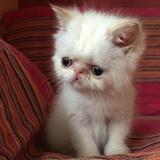 蓝眼睛红重点宠物猫咪加菲猫喜马拉雅猫异国短毛猫品种猫活体小猫