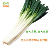 西安蔬菜网直供新鲜蔬菜大葱500g 有机蔬菜 西安同城配送