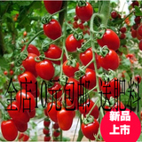 珍珠小番茄籽 红圣女果种子 樱桃番茄  多品种可选