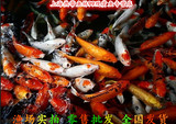 特价销售日本锦鲤最好养的各种花色观赏鱼鱼苗冷水鱼活体锦鲤批发
