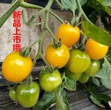丹东草莓小番茄东港409小柿子圣女果新鲜黄宝石小西红柿子