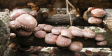 野生香菇干货农产品椴木小香菇农家自产土特产散装冬菇干香菇500g