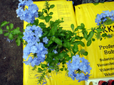 蓝雪花盆栽，蓝雪花苗，蓝雪花苗，可当年开花 白雪花