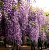 紫藤种子精品高档爬藤植物 10粒精装花种子蔬果种子花卉种子