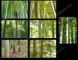 竹子明信片片全套（中州图片社）可做竹子个性化极限片