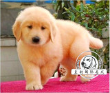 纯种血统金毛犬幼犬 出售赛级金毛寻巡回犬家养宠物宠物狗 可送货