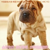 北京赛级沙皮犬幼犬出售纯种沙皮幼犬宠物狗狗活体家养实物拍摄02