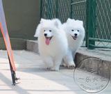 出售纯种萨摩耶犬 澳版白魔法血系萨摩幼犬宠物狗狗 雪橇犬