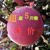 超低价五斤装  青橙果园烟台栖霞苹果新鲜水果红富士 2016新苹果