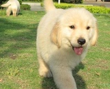 纯种金毛犬 金毛幼犬出售 金毛 金毛犬纯种幼犬 大型犬宠物狗狗