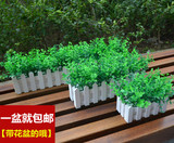 包邮仿真植物盆栽 室内假绿植栅栏装饰品花假植物盆栽摆件尤加利