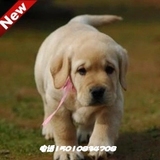 拉布拉多犬纯种幼犬出售 纯种导盲犬缉毒犬伴侣犬神犬小七 可送货
