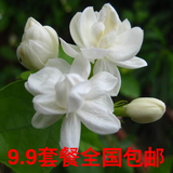 四季花卉种子 白色茉莉花种子盆栽 紫白双色茉莉种子 9.9套餐包邮