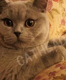 蓝英短纯种猫蓝色英国短毛猫CFA注册证书母妹妹超高品质