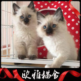 布偶猫 纯种猫 重点色 海豹双色 宠物猫 幼猫 活体
