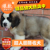 纯种圣伯纳犬幼犬双赛级家养纯种巨型圣伯纳犬救援护卫犬BJ-14