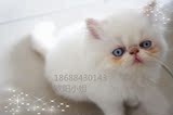 自家纯种波斯猫 加菲猫 异国长毛猫 纯白 重点色 公