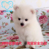 上海出售茶杯犬博美活体宠物狗狗 俊介幼犬 纯种白色狗宠物家庭犬