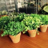仿真植物盆景绿色植物 塑胶桌面摆饰家居创意多肉植物迷你小盆栽