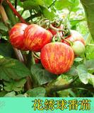 花绣球番茄种子五彩西红柿彩色水果番茄营养丰富好吃易种蔬菜种子