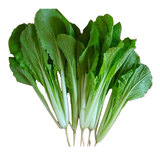 绿色新鲜蔬菜青菜 小白菜1斤 【菜团】新鲜水果蔬菜禽鱼肉蛋奶