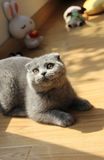 苏格兰折耳猫/折耳蓝猫/蓝猫弟弟/折耳猫/纯种猫/宠物猫/