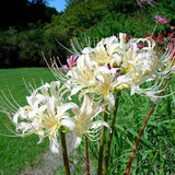 『曼陀罗华种子』又称白花石蒜|白色彼岸花|蟑螂花|舍子花|地狱花