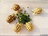 乌龟 宠物龟活体 陆龟活体 素食龟 水龟 观赏龟 吃菜龟 龟苗模型
