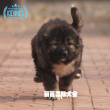 出售赛级熊版纯种高加索犬幼犬大型犬护卫犬狗狗健康宠物狗包邮