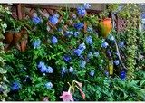 蓝雪花(极耐热品种，除冬天外全年开花,没有比这个更好养的花了）