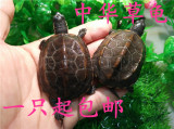 中华草龟情侣草龟金线草龟宠物龟水龟乌龟活体包邮生日特别礼物
