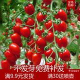 包邮红圣女果种子 樱桃番茄水果番茄30粒 包邮高产种子 小西红柿