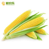 【鲜农乐】云南水果玉米5斤玉米棒 新鲜蔬菜甜玉米棒粒