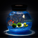 圣诞礼物日本海藻球Marimo 球藻创意植物微景观生态瓶 桌面盆栽